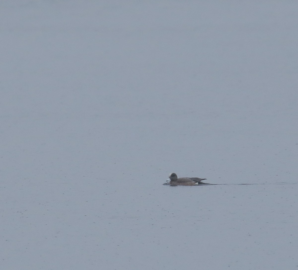 American Wigeon - ML53498221