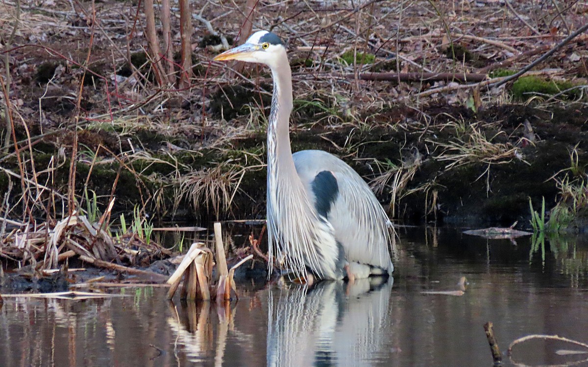 Great Blue Heron - ML534982561