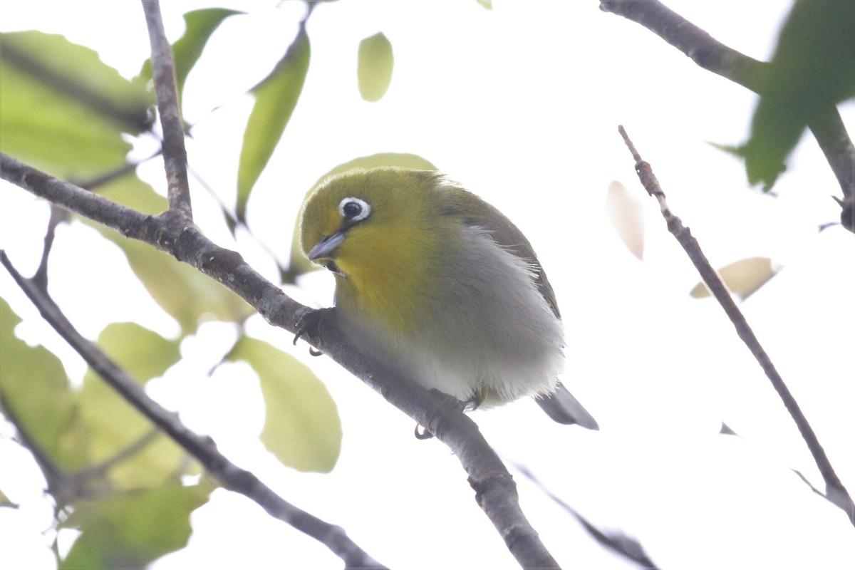 Warbling White-eye - Charles Davies