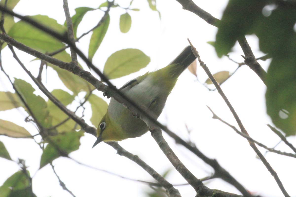 Warbling White-eye - ML53498271