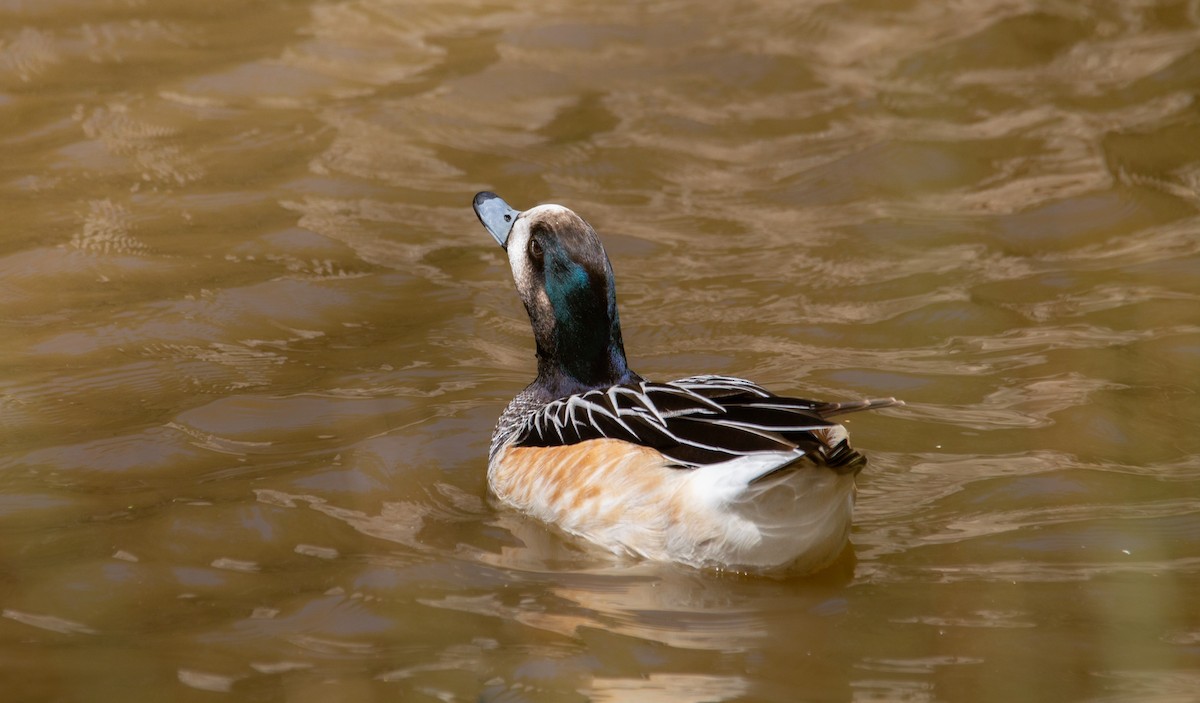 Chiloe Wigeon - ML534983331