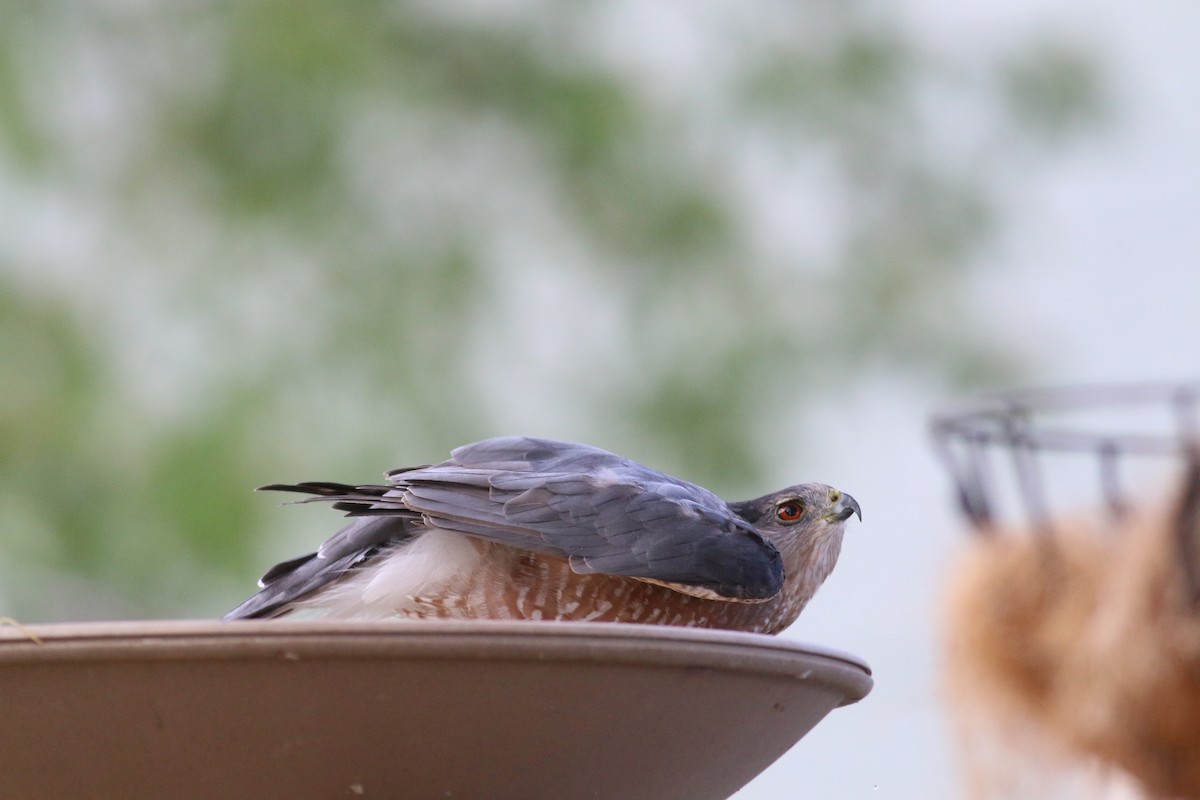 Cooper's Hawk - ML534984361