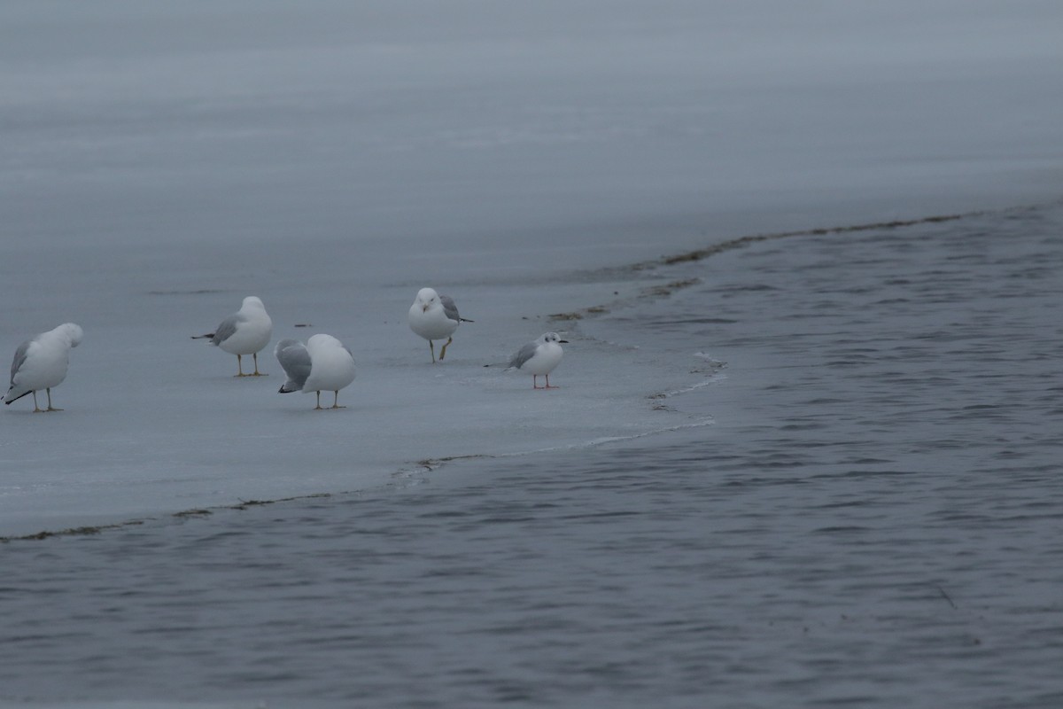 Bonaparte's Gull - ML53498471