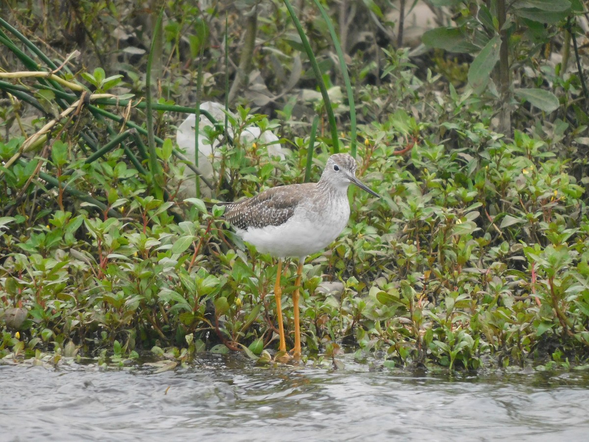 Greater Yellowlegs - Igor Lazo - CORBIDI/COAP/PAU