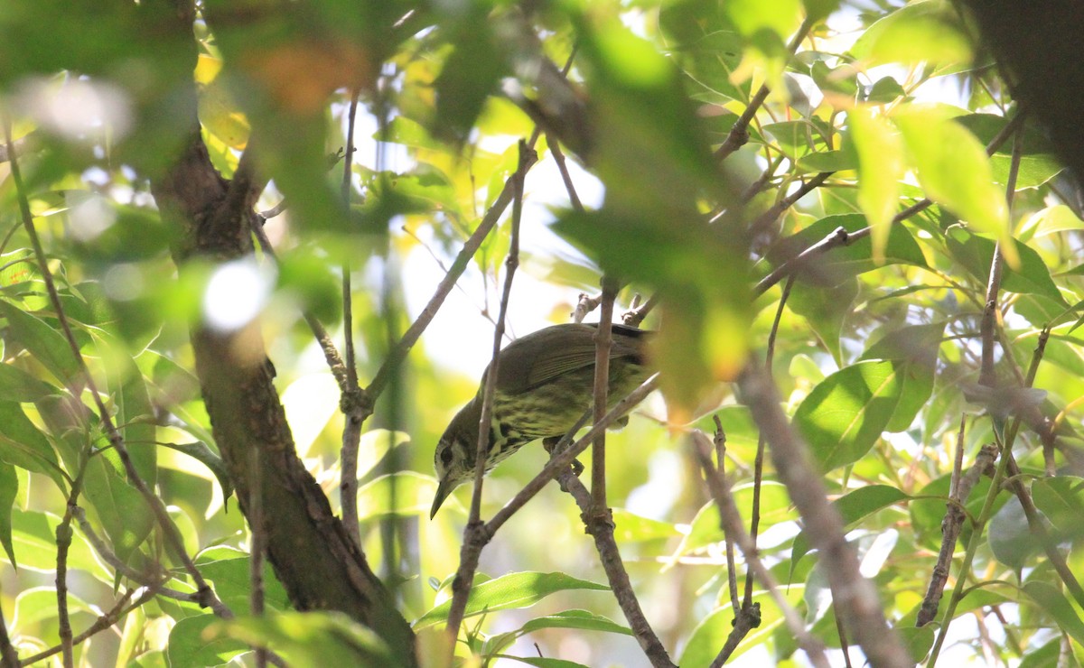 Panay Striped-Babbler - Charles Davies