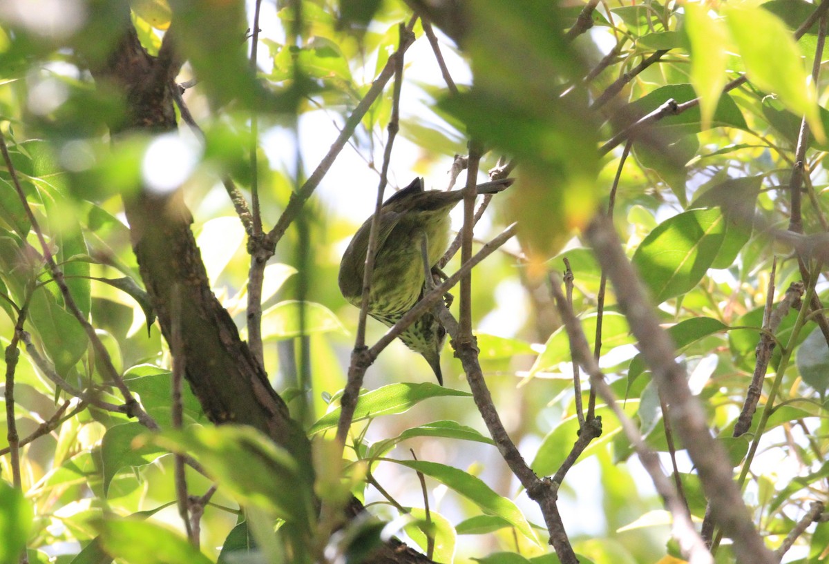 Panay-Streifenbrillenvogel - ML53498491