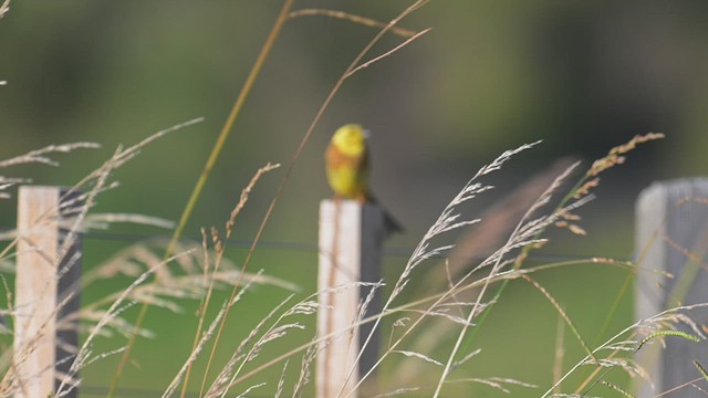 גיבתון צהוב - ML534985181