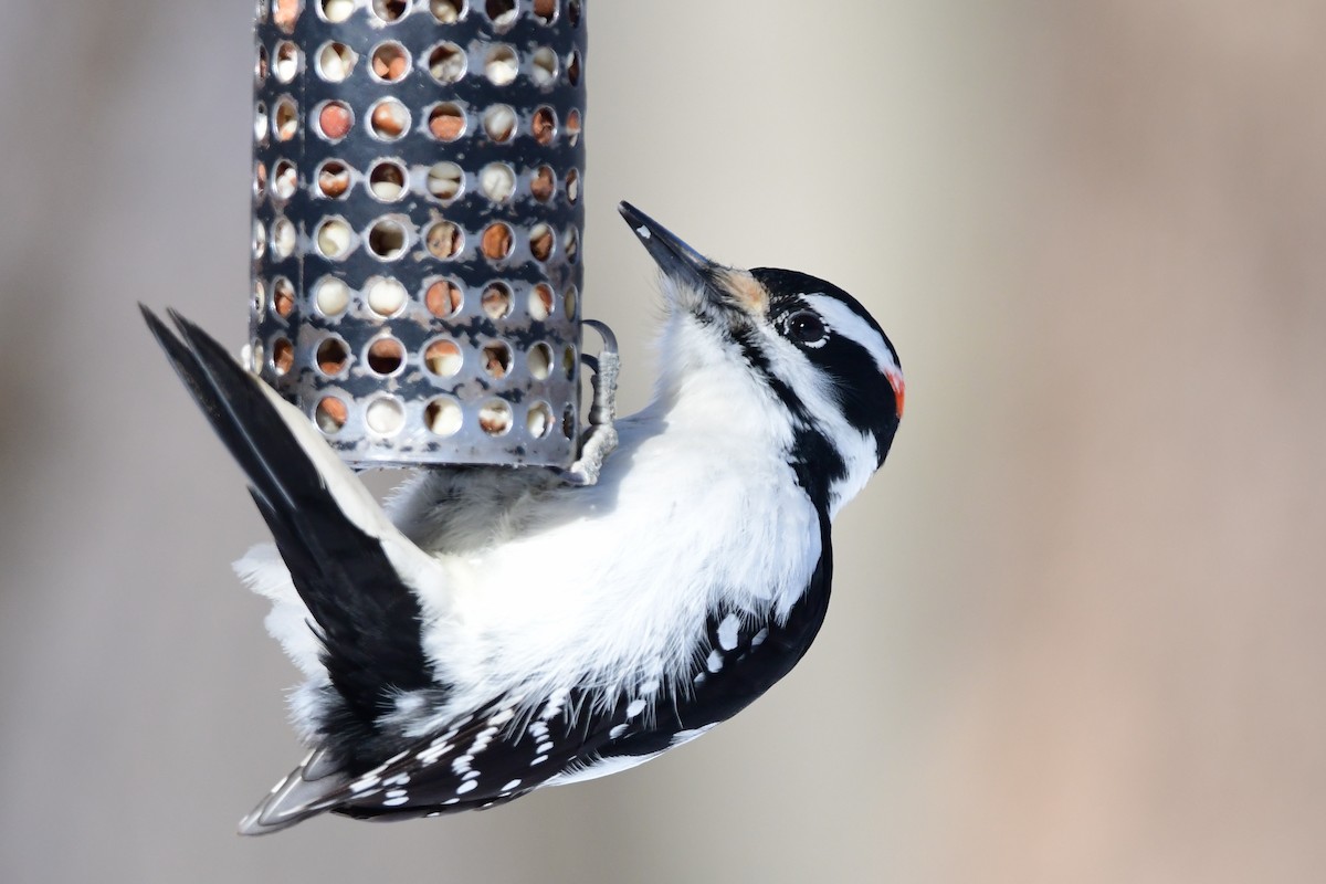 Hairy Woodpecker - Michele Chartier