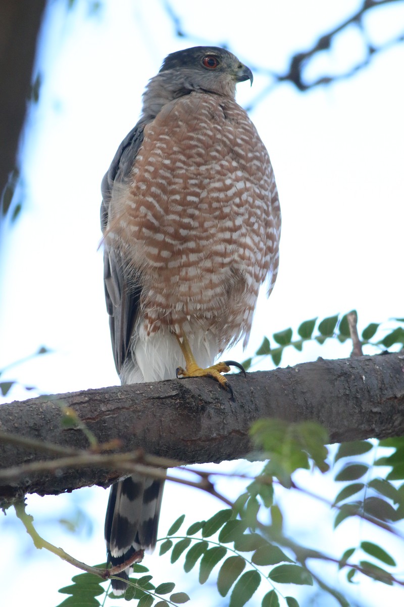 Cooper's Hawk - ML534985521
