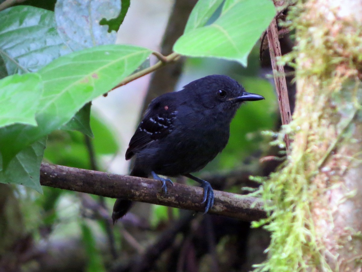 Dusky Antbird - Daniel Matamoros