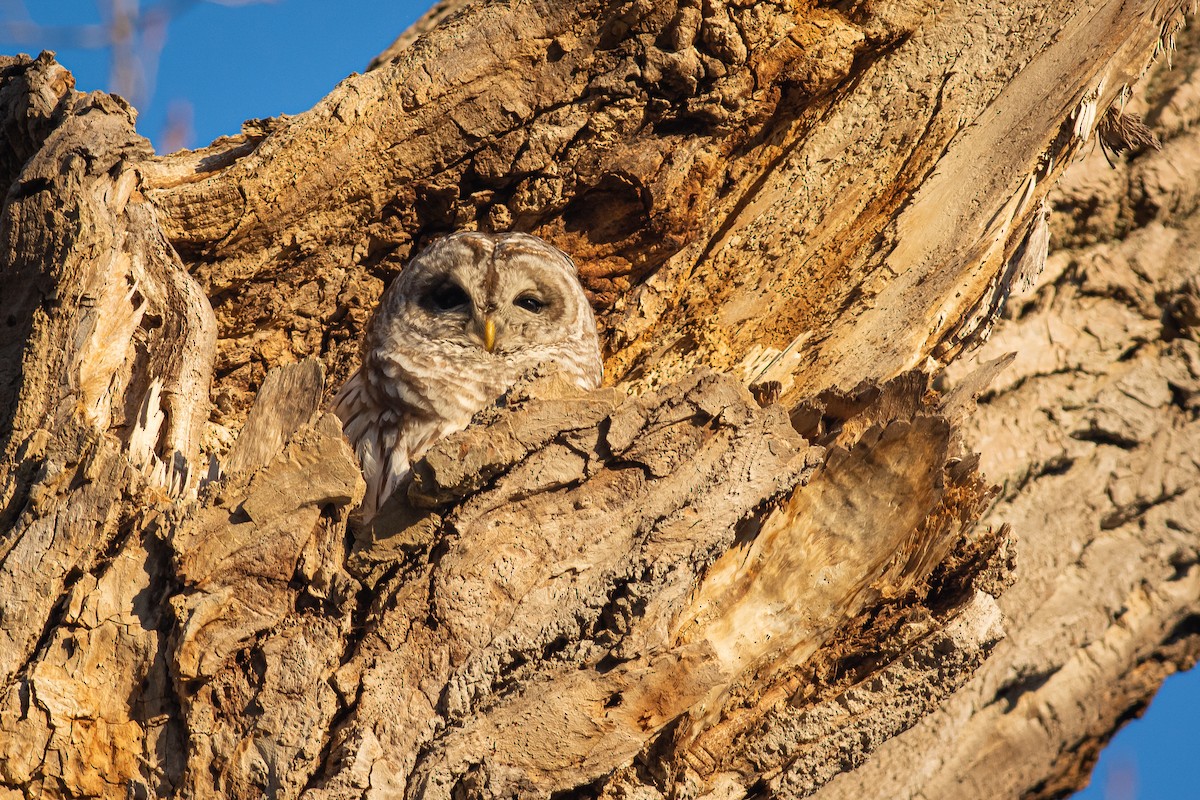 Barred Owl - Colin Gallagher