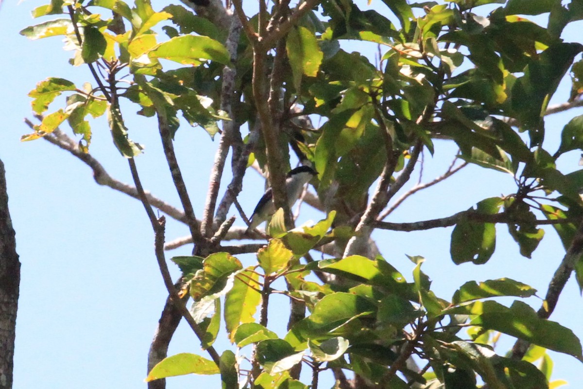 Bicolored Flowerpecker - Charles Davies