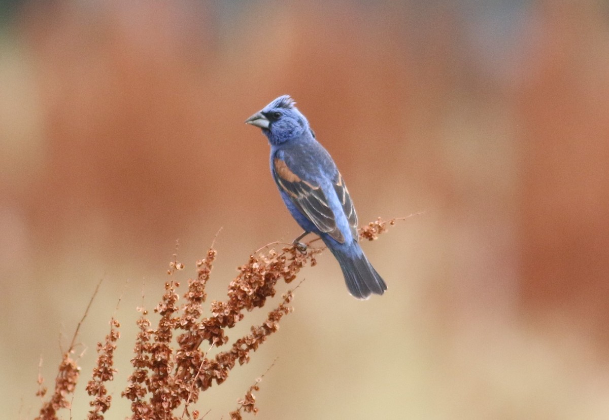 Blue Grosbeak - ML534989111