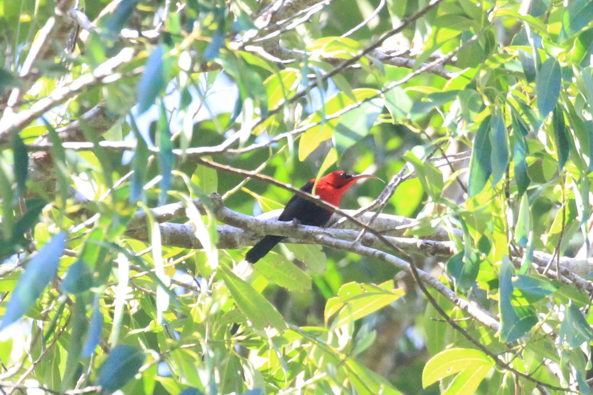 Magnificent Sunbird - Charles Davies