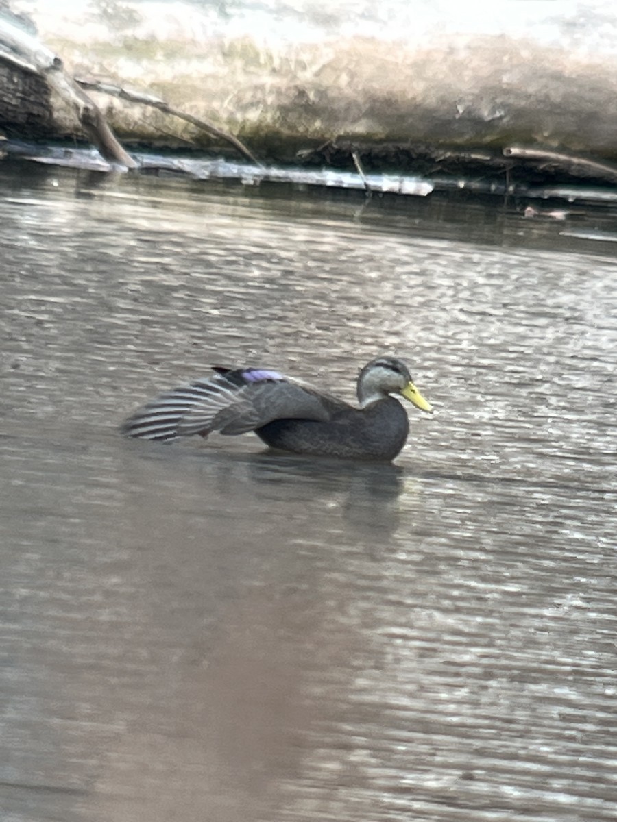 American Black Duck - Walter Stutz