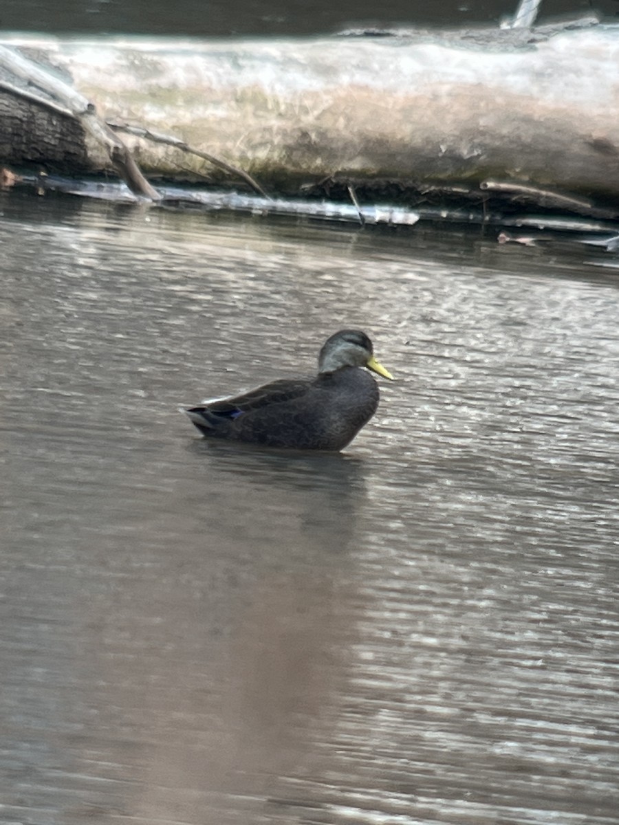 American Black Duck - Walter Stutz