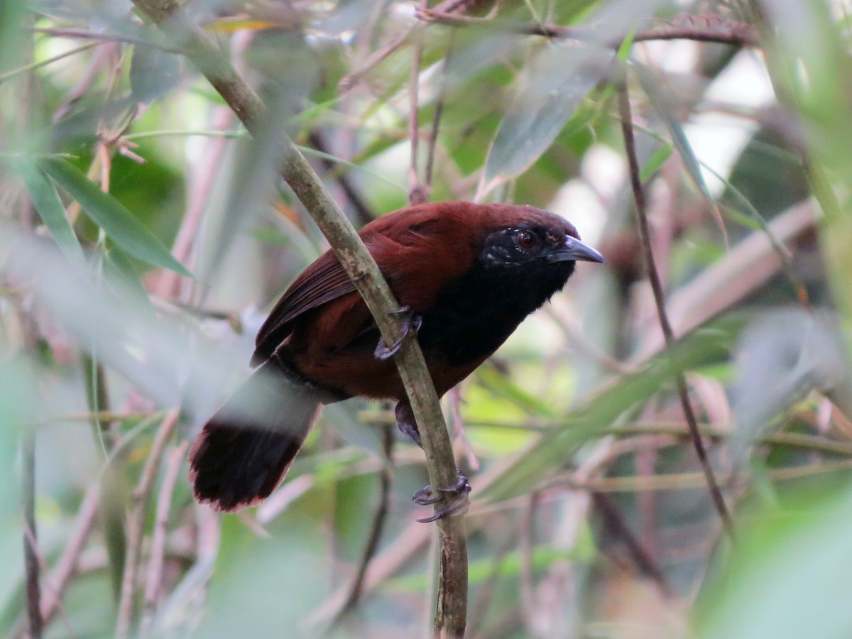 Black-throated Wren - Daniel Matamoros