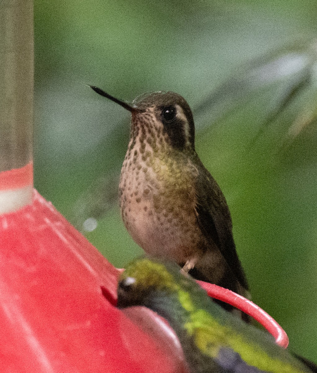Speckled Hummingbird - Scott Holt