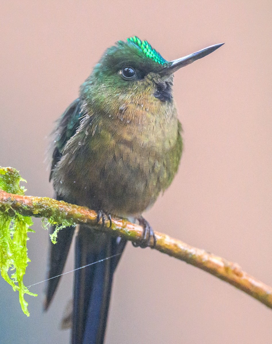 Violet-tailed Sylph - ML534990251