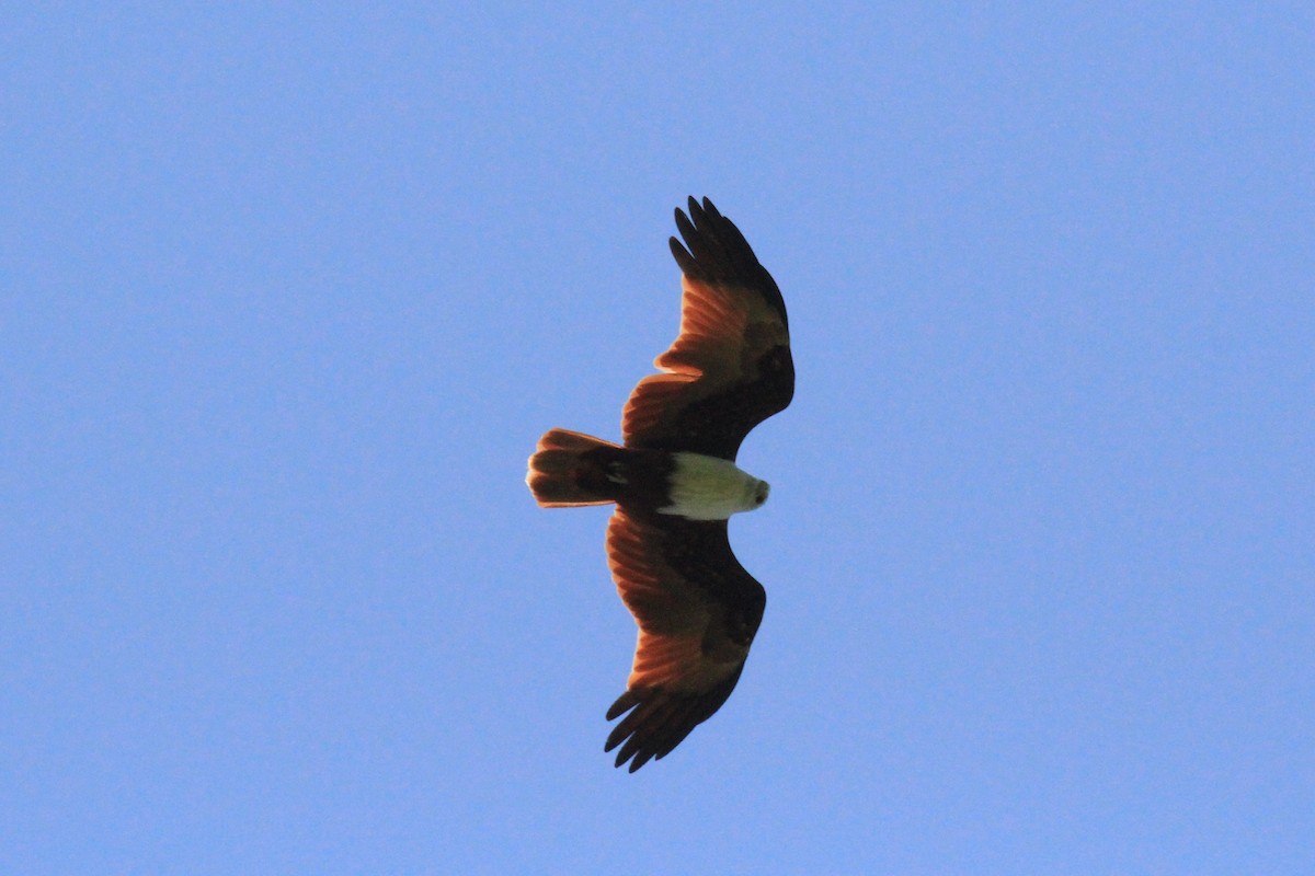 Brahminy Kite - ML53499031