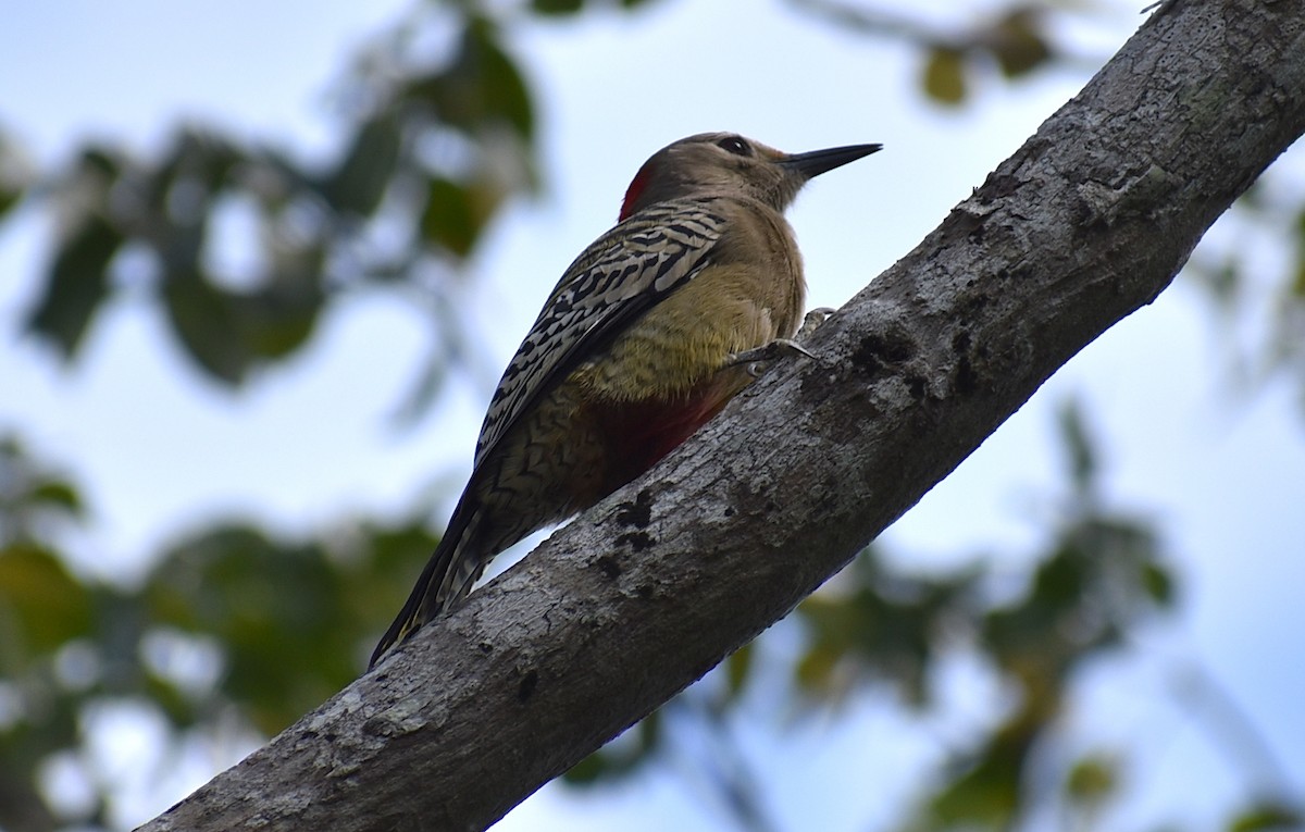 West Indian Woodpecker - Sean Rowe