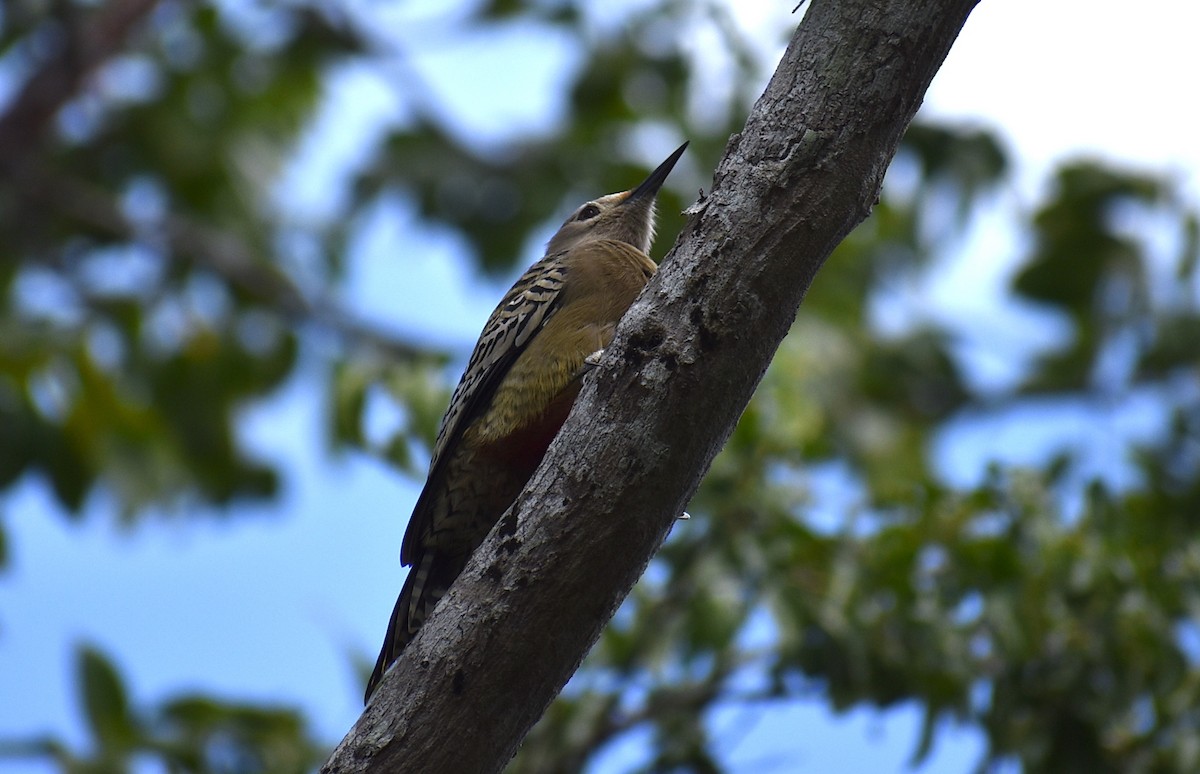 West Indian Woodpecker - ML534990821