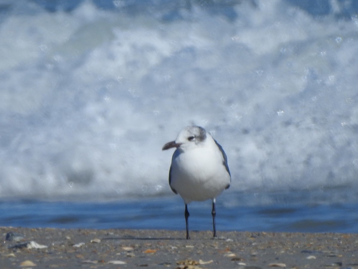 Gaviota Guanaguanare - ML534991131