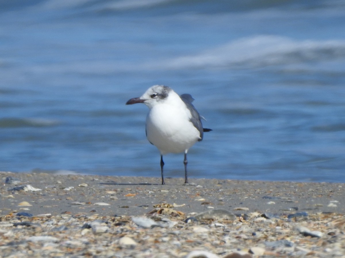 Laughing Gull - ML534991141