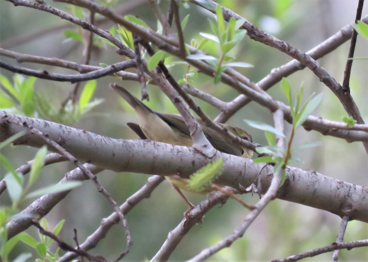 Black-throated Blue Warbler - ML534991251