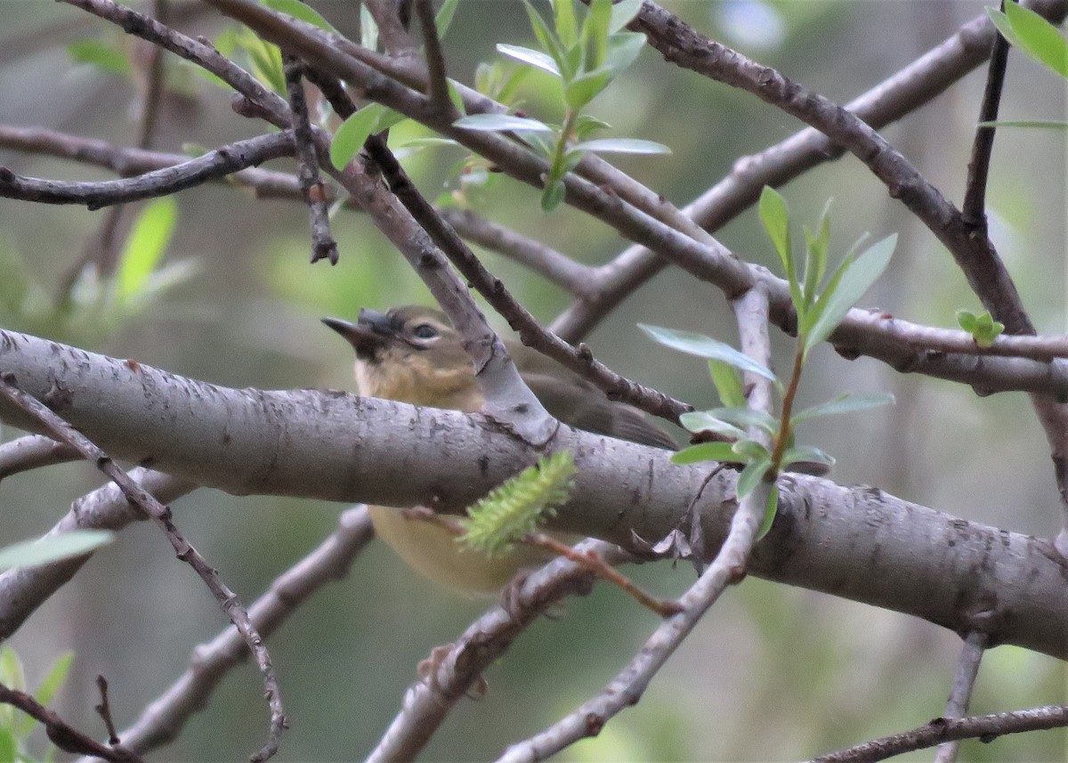 Black-throated Blue Warbler - ML534991311