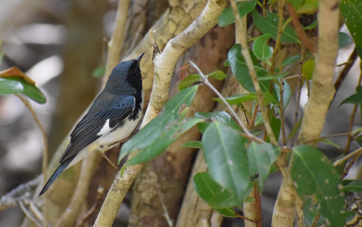 Black-throated Blue Warbler - Sean Rowe