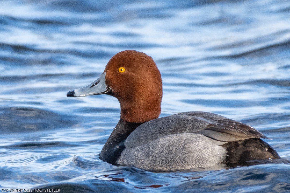 Redhead - Michael Hochstetler