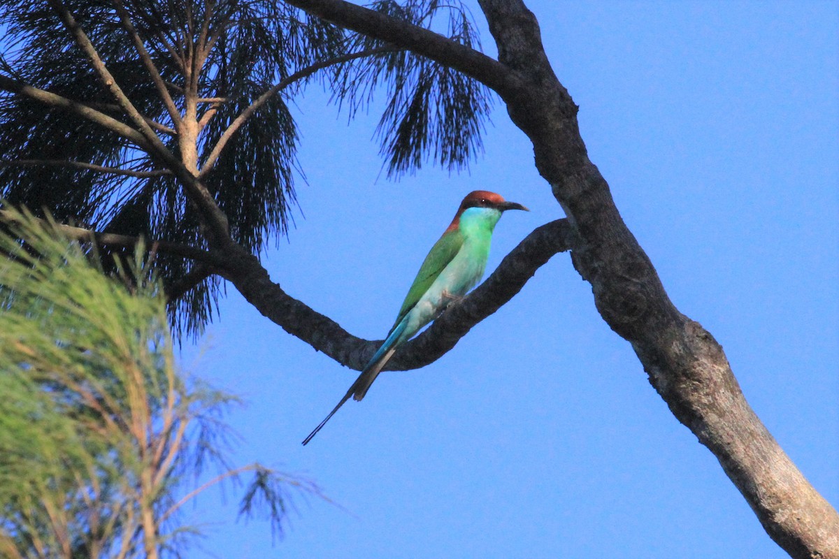 Rufous-crowned Bee-eater - Charles Davies