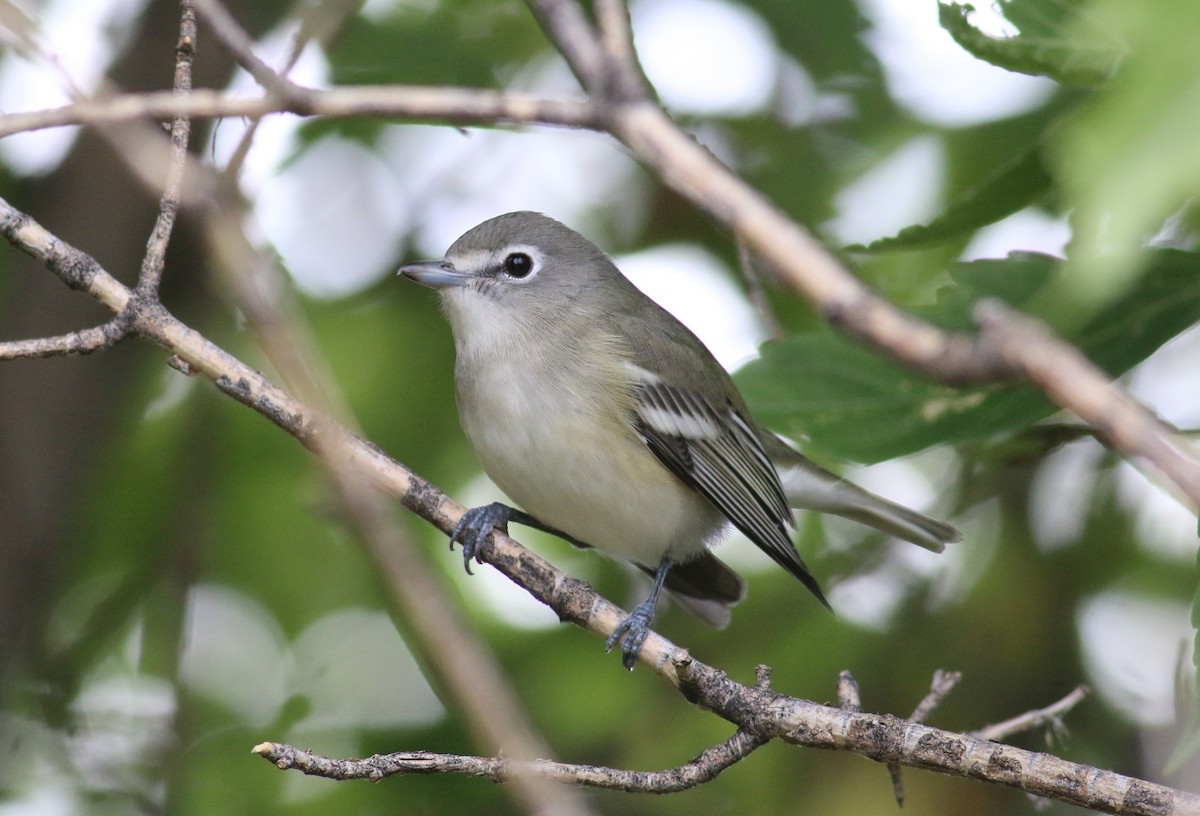 Cassin's Vireo - ML534993641