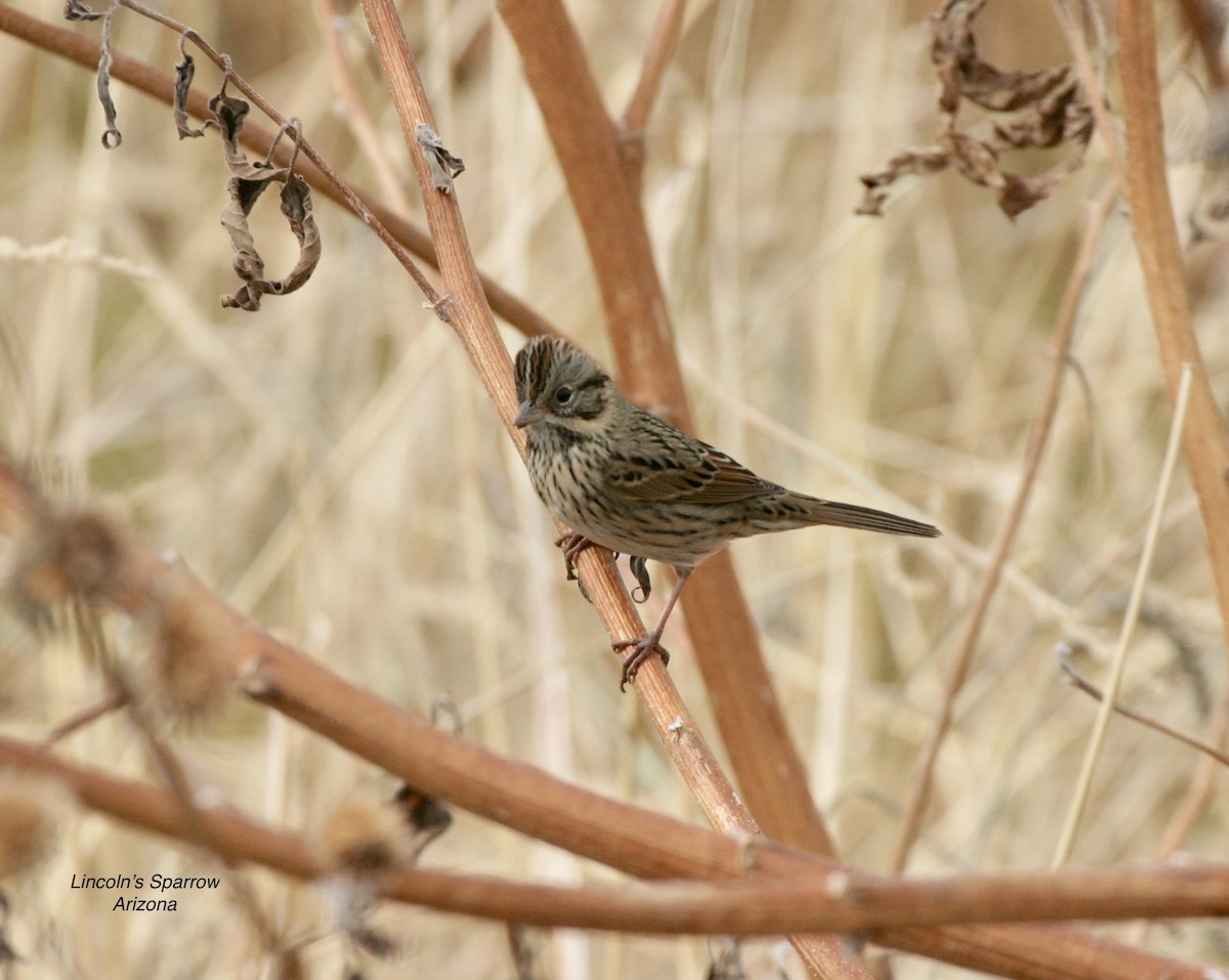 Lincoln's Sparrow - Mike O'Malley