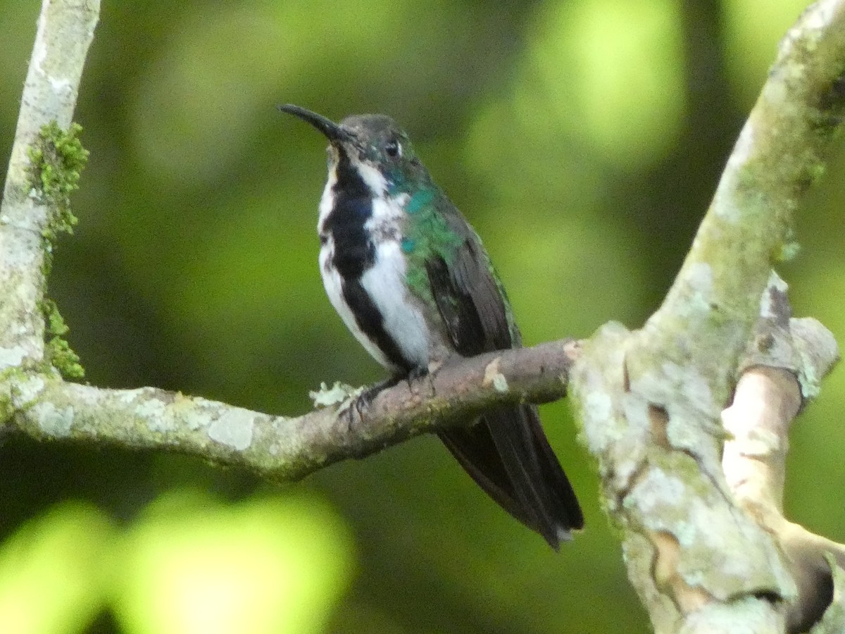 kolibřík tropický - ML534997691