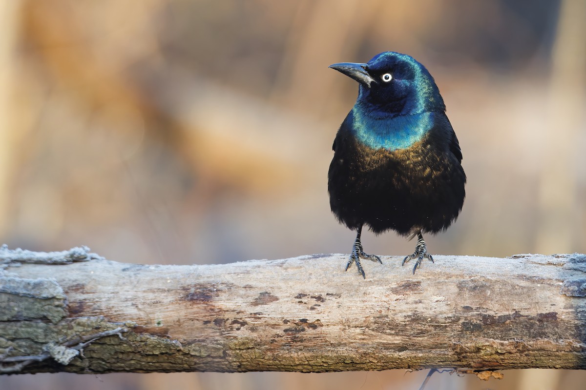 Common Grackle - ML534997711