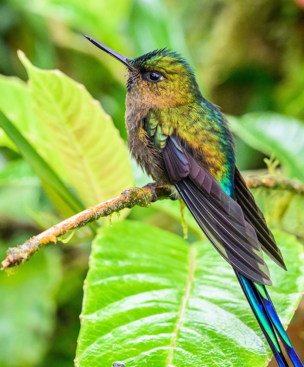 Violet-tailed Sylph - ML534998591