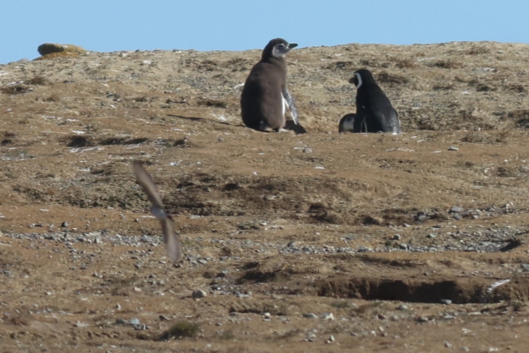 Dark-faced Ground-Tyrant - ML534998911