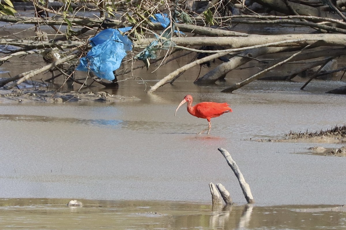 Ibis Escarlata - ML534999331