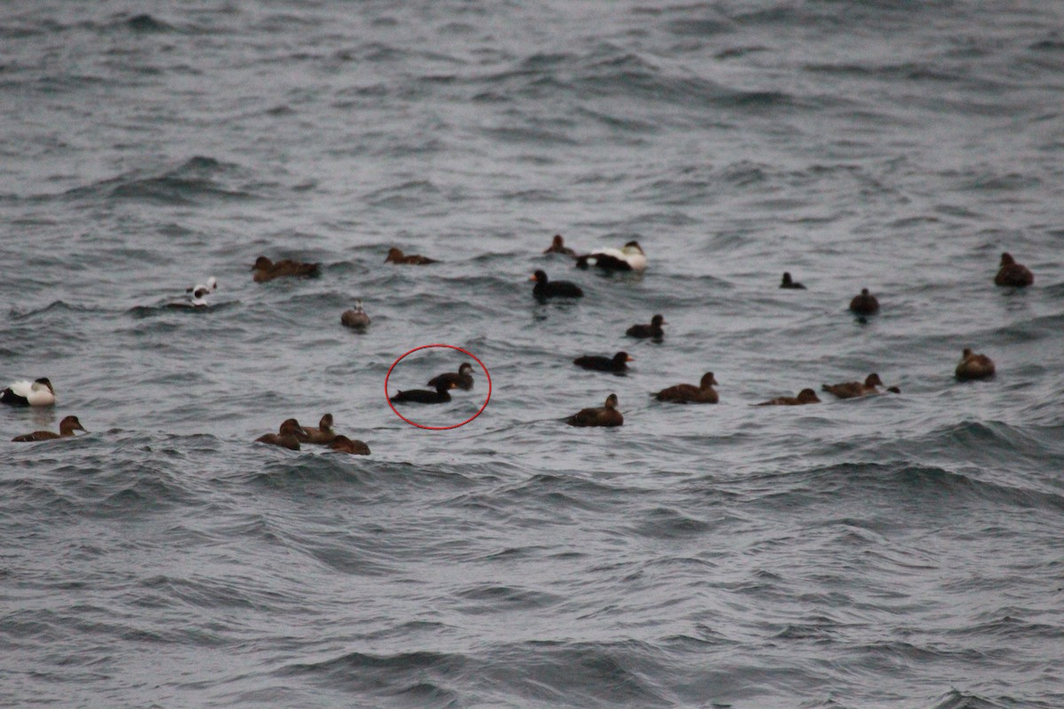 Black Scoter - David Andrews