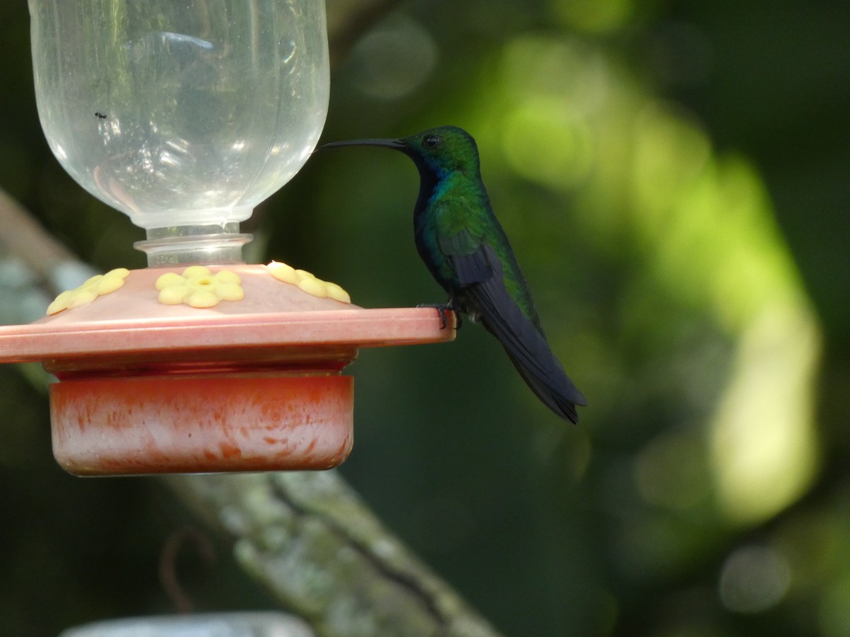 Black-throated Mango - ML534999961