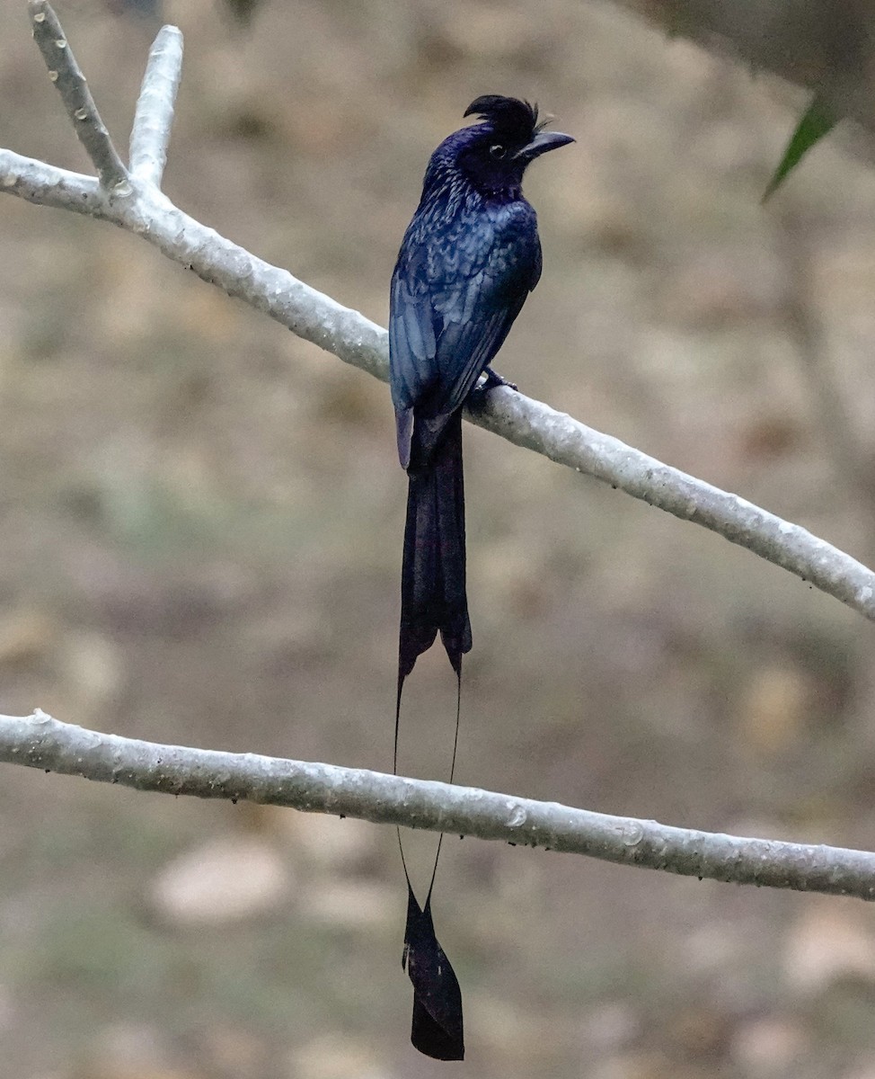 Greater Racket-tailed Drongo - ML535000141