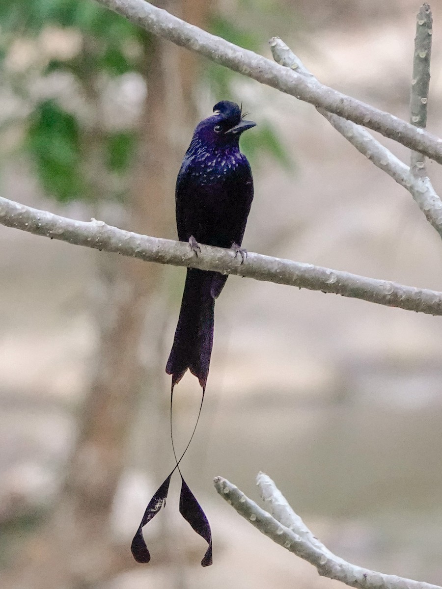 Greater Racket-tailed Drongo - ML535000151