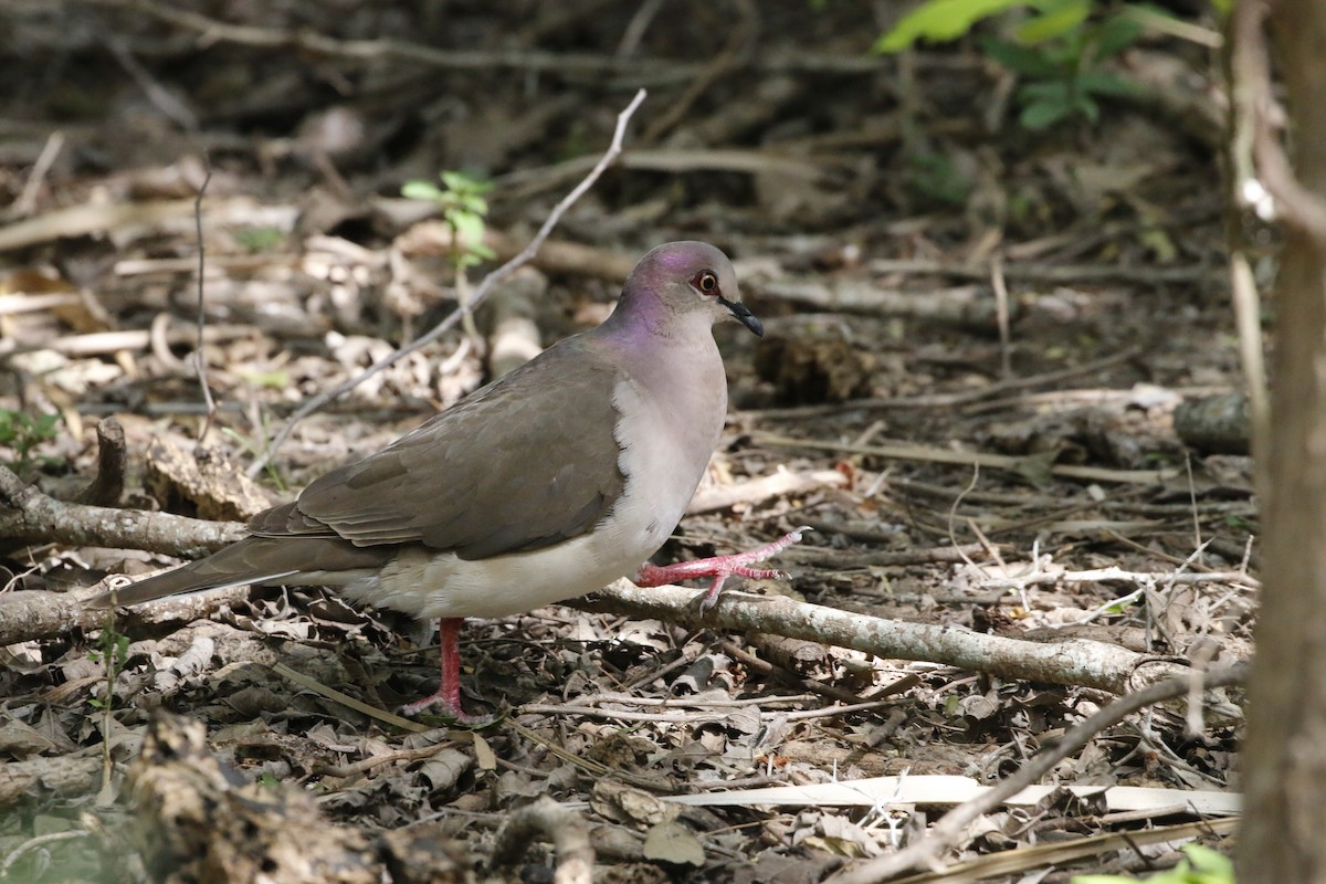 White-tipped Dove - Linda LeRoy