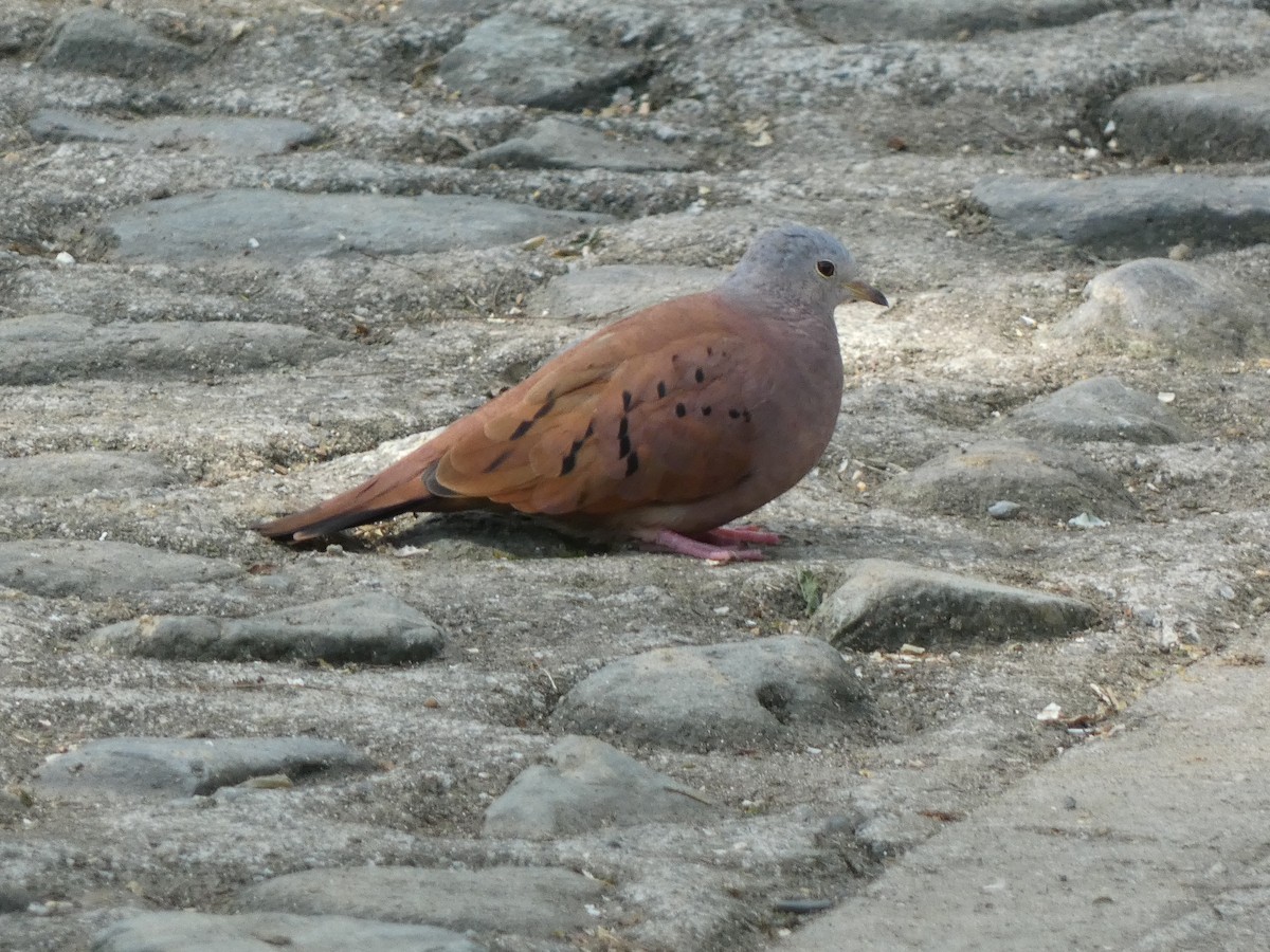 Ruddy Ground Dove - ML535000641