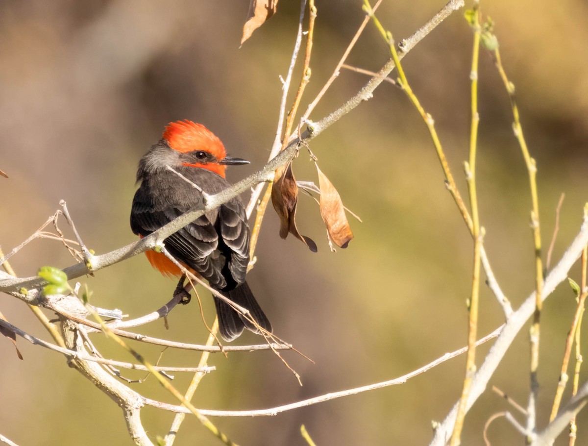 Vermilion Flycatcher - Kimberly Dillbeck