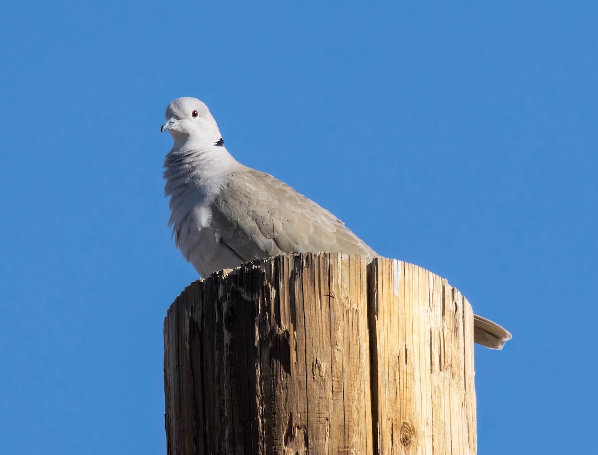 Eurasian Collared-Dove - Kimberly Dillbeck