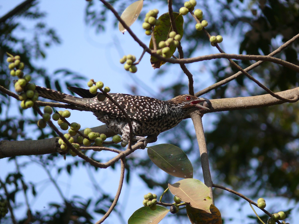 Asian Koel - ML535004871