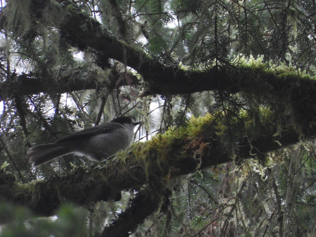 Canada Jay - ML535005231